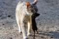 10 Najlepších plemien lapačov mačiek: zvyky, povaha a vlastnosti starostlivosti