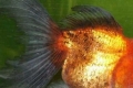 12 Príznakov choroby zlatých rybiek