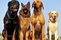 20 Najlepších strážnych plemien psov s menami a fotografiami: výber psovodov
