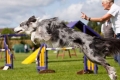 Agility pre psov: čo to je?