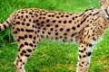 Serval africká mačka