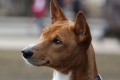 Basenji africký štekajúci pes