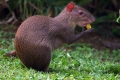 Agouti alebo zajac hrbatý