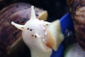 Achatina reticulata: starostlivosť o slimáka čiernohlavého