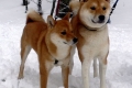 Akita inu a shiba inu: rozdiely