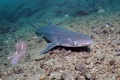 Žralok katran (lat. Squalus acanthias)