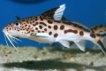 Synodontis sumec akváriové ryby