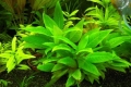 Akvarijná rastlina citrónovej trávy, podmienky starostlivosti a údržby