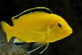 Údržba akvária a reprodukcia labidochromis žltej