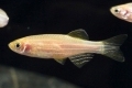 Akvarijné ryby zebrafish: údržba a starostlivosť