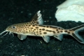 Akvarijné ryby synodontis: údržba a rozmnožovanie