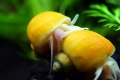 Akvarijné slimáky: ako sa rozmnožujú a čo jedia