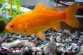 Akváriové druhy zlatých rybiek