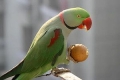 Alexandrijský papagáj