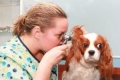 Alergický zápal stredného ucha u psov
