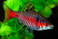 Scarlet barbus alebo tikto