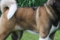 Americká akita: pes s tvárou medveďa, pohľadom mudrca a postavou športovca