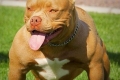 American bully - dobrá nálada v tele športovca