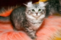 American curl: vlastnosti plemena