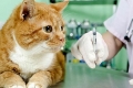 Antibiotiká pre mačky: všetky výhody a nevýhody