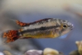 Kakadu apistogramový (apistogramma cacatuoides)