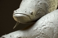 Arapaima gigas: biotopy a zvyky obrích rýb piraruku