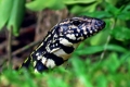 Argentínsky čierny a biely tegu (tupinambis merianae)