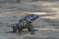 Argentínsky tegu