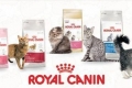 Sortiment a zloženie krmiva pre mačky royal canin