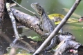 Agama austrálska (physignathus lesueurii)