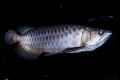 Arowana ázijská (scleropages formosus)