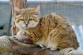 Piesková mačka: popis plemena, charakter, vlastnosti starostlivosti