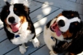 Bernský salašnícky pes: verný obr