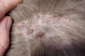 Blšia dermatitída u mačiek, jej príčiny, príznaky a liečba