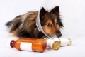 Choroby psov: zoznam, príznaky