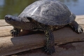Močiarna korytnačka doma