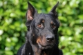 Beauceron