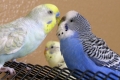 Obdobie párenia u papagájov a jeho vlastnosti