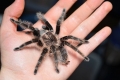 Brachypelma albopilosum: udržiavanie pavúka brachipelma albopilosum