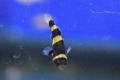 Brachygobius alebo včelí moták (brachygobius xanthozona)