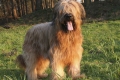 Briard: popis plemena