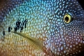 Diamantový cichlazóm - ryba s exotickými farbami a správaním
