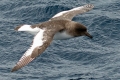 Petrels (procellariidae)