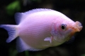 Bozkávanie gourami (helostoma temminkii)