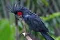 Kakadu čierny