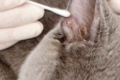 Doma čistíme uši mačky: ako a ako je to správne, je možné použiť peroxid vodíka