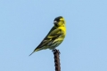 Siskin-bird - vzhľad, biotop, pravidlá pre chov doma