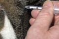 Injekciu podávame mačke intramuskulárne doma: video ako správne podať injekciu
