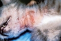 Dermatitída u mačiek: príčiny a liečba