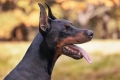 Doberman